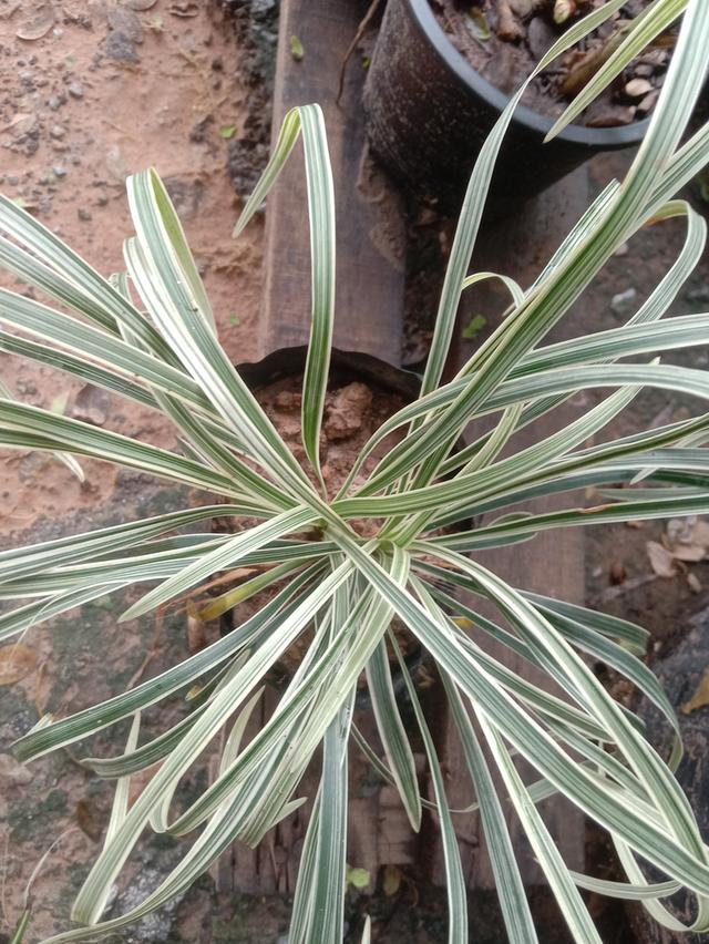 เศรษฐีไซ่ง่อนด่าง ส่งเป็นต้นเพาะชำ