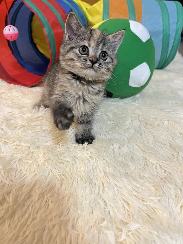 แมวสก๊อตติช 🥰😁😁❌❌❌❌