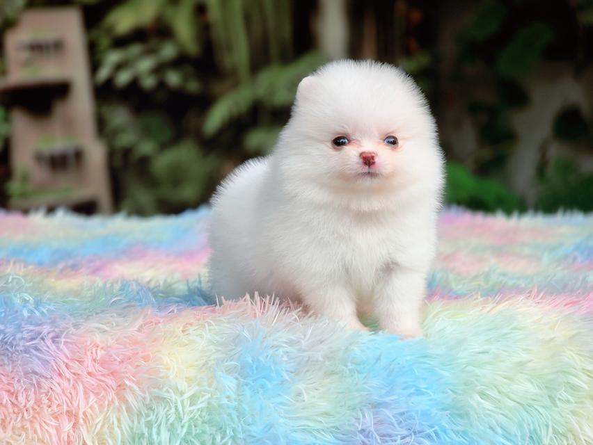 ปอมขาวทีคัพเพศเมียสีขาวล้วน