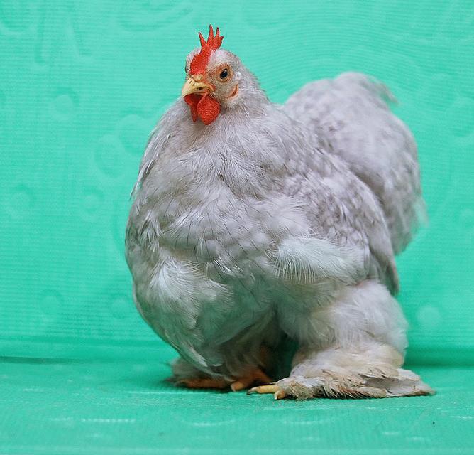 ลูกไก่มินิโคชิน ฟอร์มสวย 3