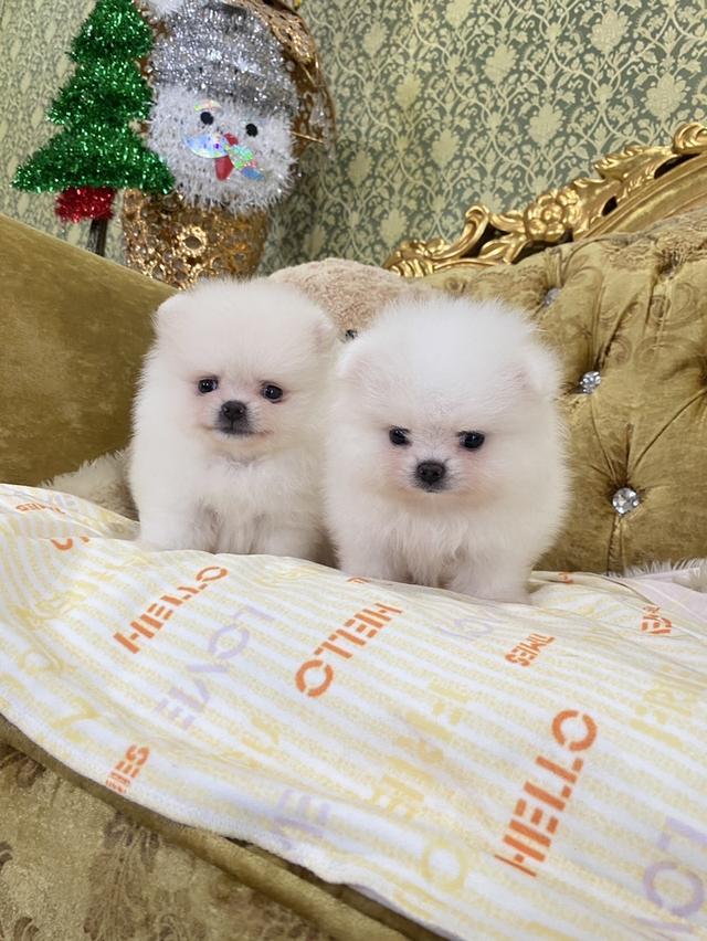 ลูกปอมปอมแท้ น่ารัก อ้วนกลมหมี 