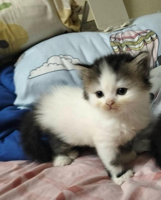 น้องเป็นลูกแมวเปอร์เซียแท้เพศชาย ไม่มีมัดจำเน้นส่งถึงมือเก็บปลายทาง น้องทานอาหารเม็ดเข้ากะบะทรายได้แล้ว พร้อมย้ายบ้าน – 3,000 บาท     2