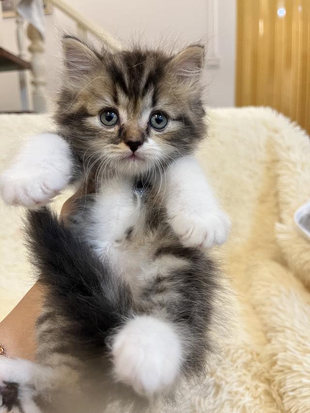 แมวเปอเซียแท้ สีครีม ลายเสือ