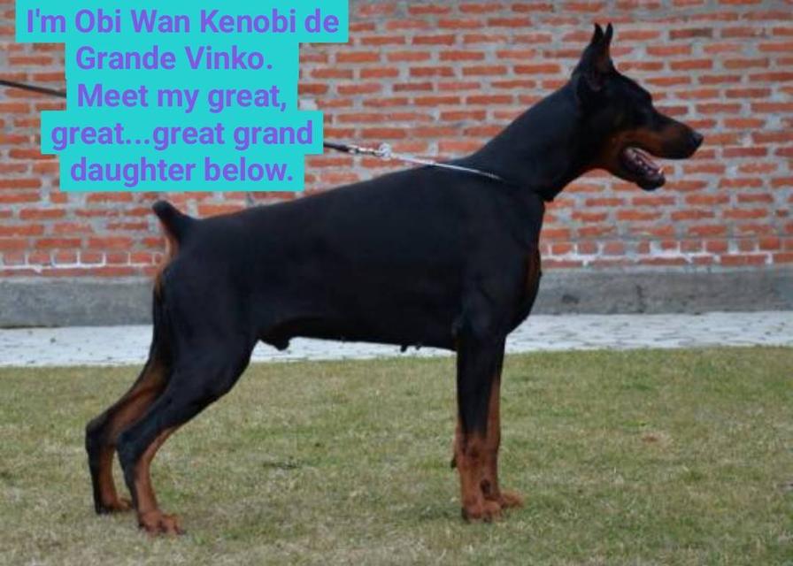 ลูกหมา Doberman Pure Bred Champion Line เพศเมีย สีแดง มี 3 ตัว มี Pedigree/Certificate ตัดหางแล้ว รูปที่ 20