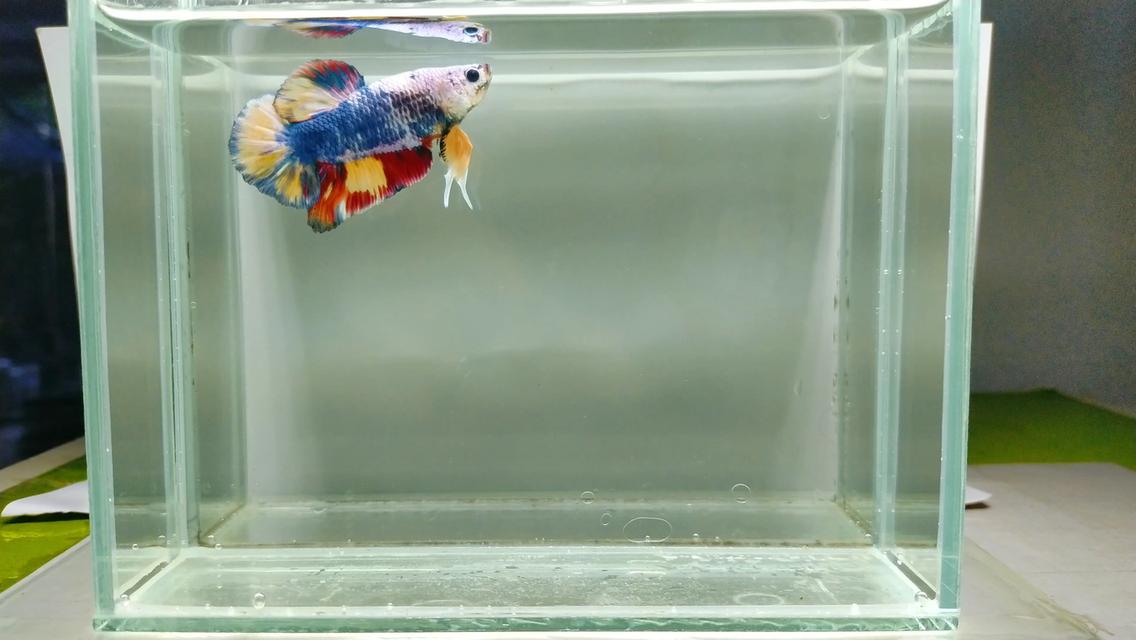 ปลากัดยักษ์ปลากัดสวยงาม
