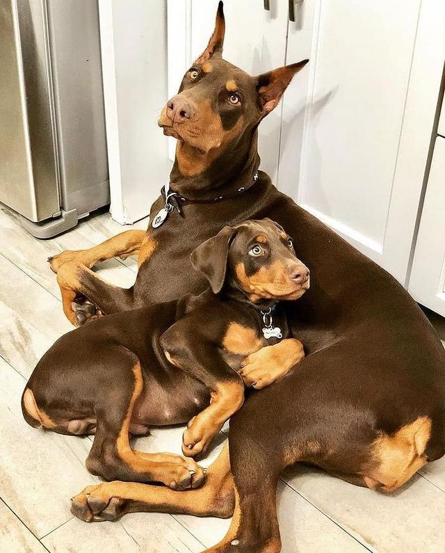 Doberman Pinscher Puppies  WhatsApp me : +66 63 826 3042