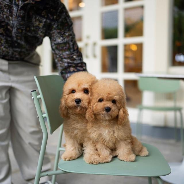 Goldendoodle Puppies Available WhatsApp me : ( +63 985 762 7466 ) 2