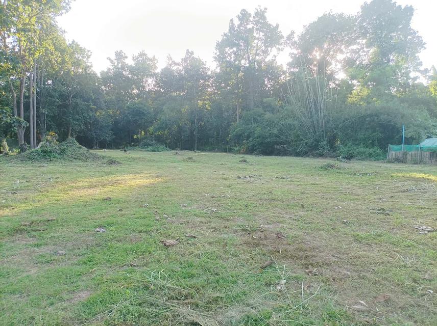 ขายที่ดิน 1ไร่3งาน ต.เชิงดอย อ.ดอยสะเก็ด จ.เชียงใหม่ 9