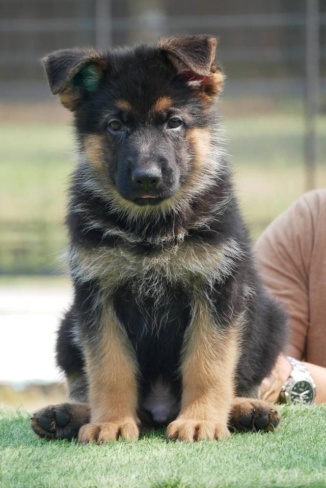 สุนัขเยอรมันเชพเพอด ลูกสุนัข