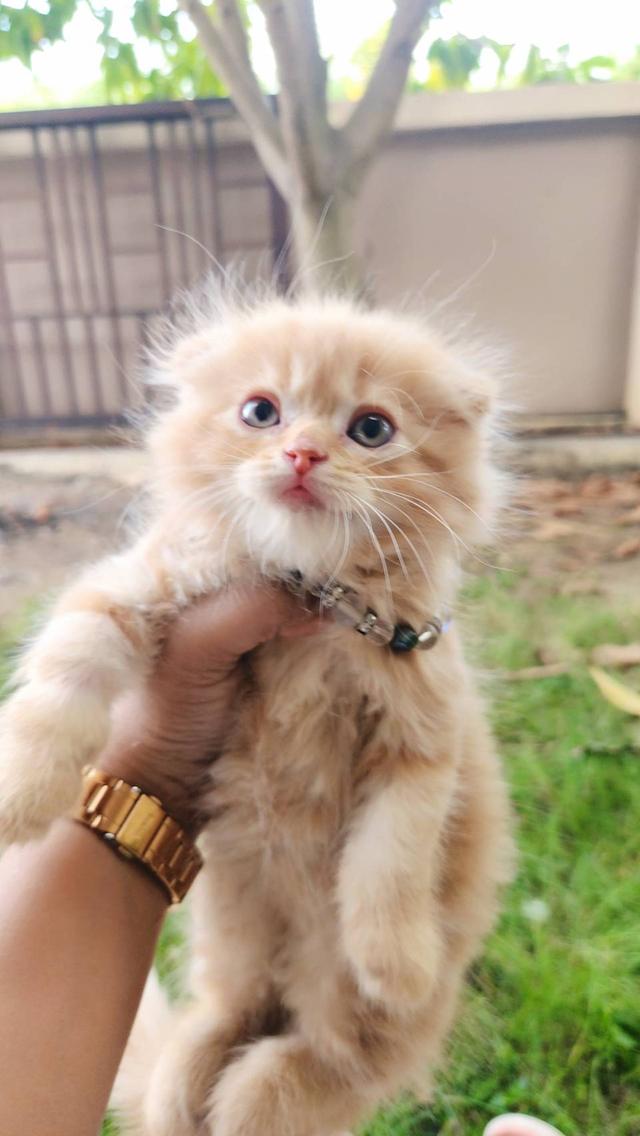 สก็อตติชโฟหูพับ+เปอร์เซีย รูปที่ 5