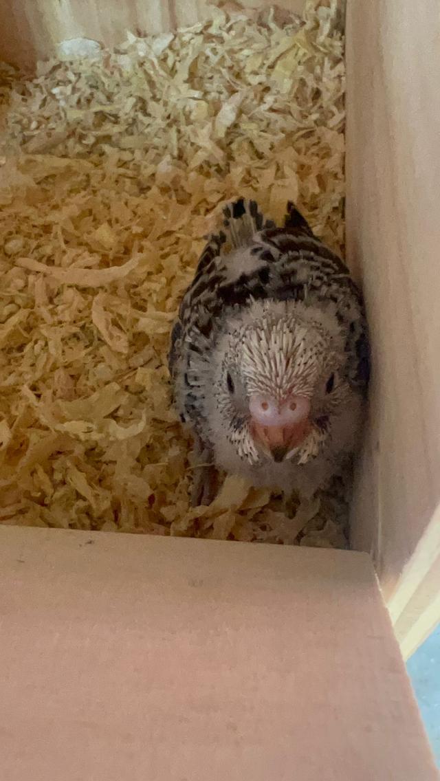 budgie chick available 
