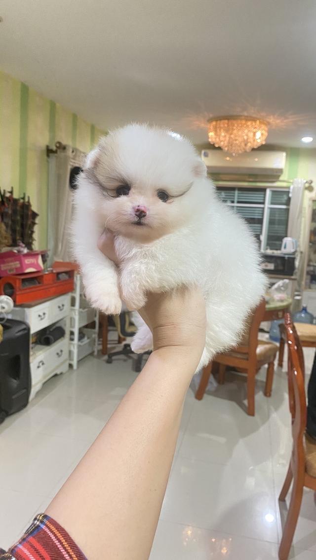 ลูกปอมแท้ อายุ50วัน อ้วนกลมฟู หมีๆ สีสวย ทรงสวย พร้อมย้ายบ้าน รูปที่ 8