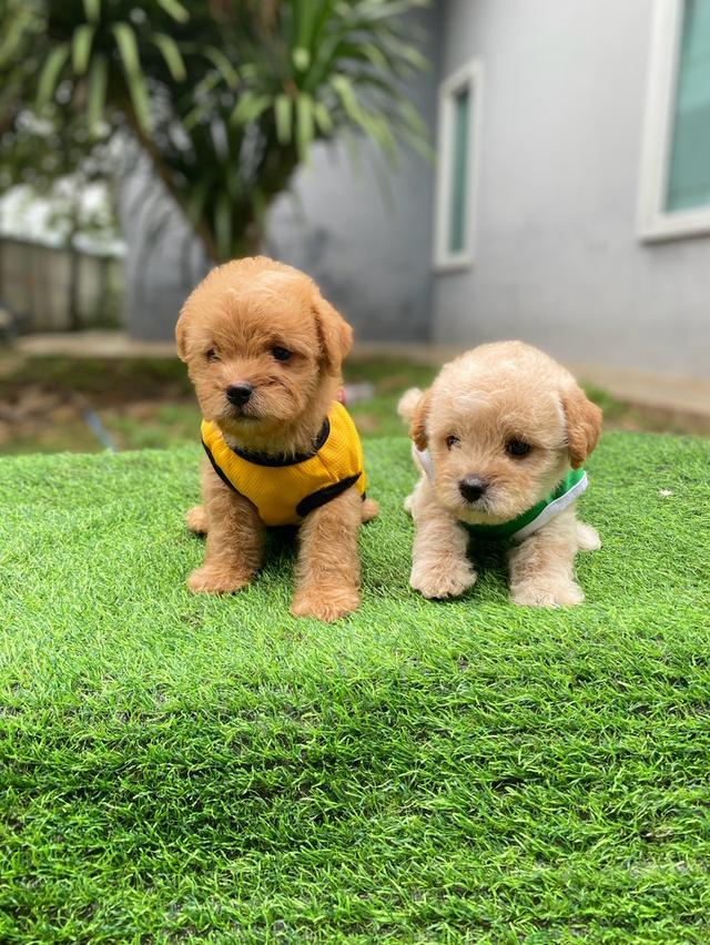 พุดเดิ้ล+ชิวาวา เพศชาย น่ารักๆ