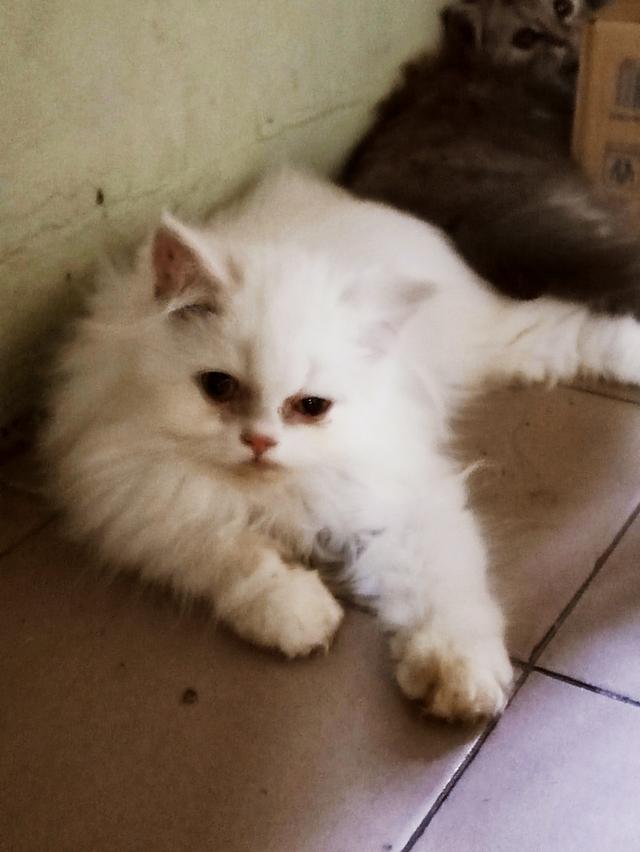 Persian big cats for sell