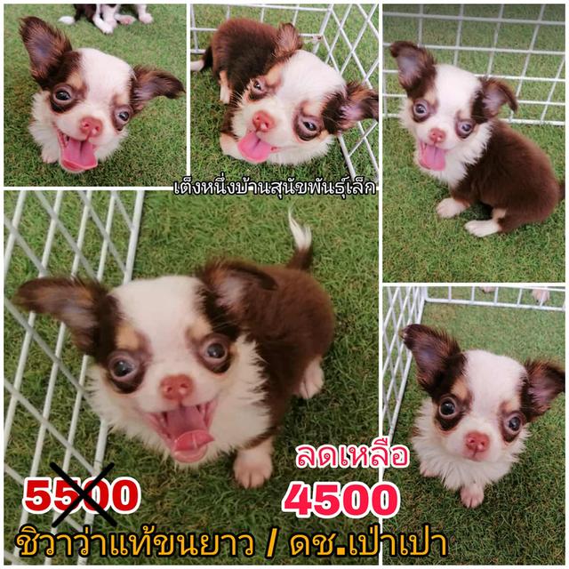 ชิวาว่าเเท้ขนสั้น ขนยาว พร้อมย้าย 3
