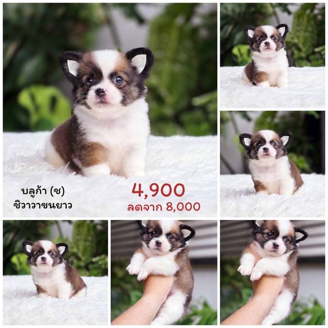 ชิวาวาแท้ขนยาว เพศชาย