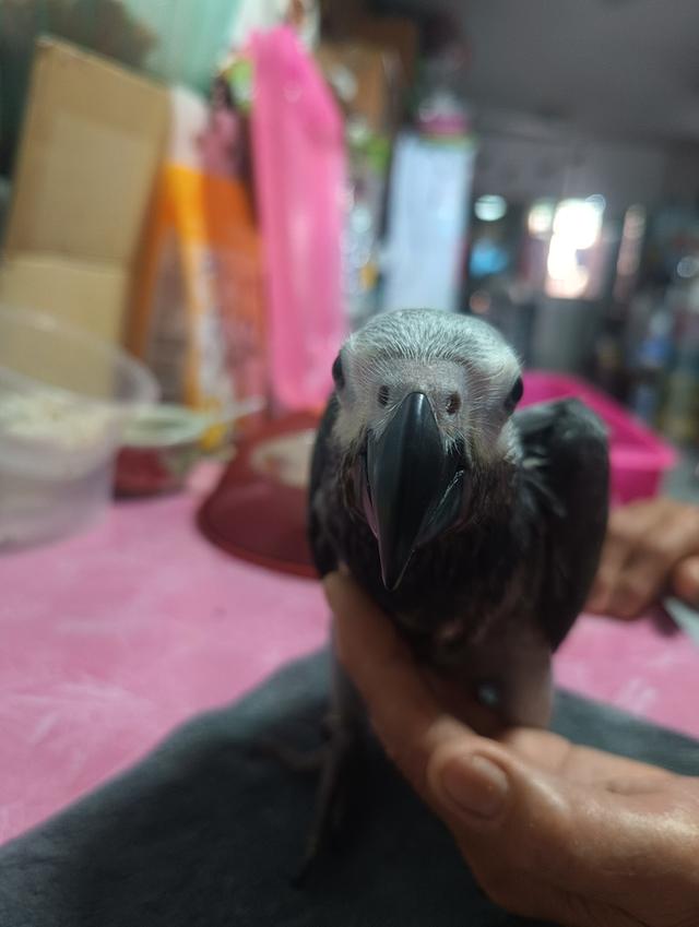นกแก้วพูดได้