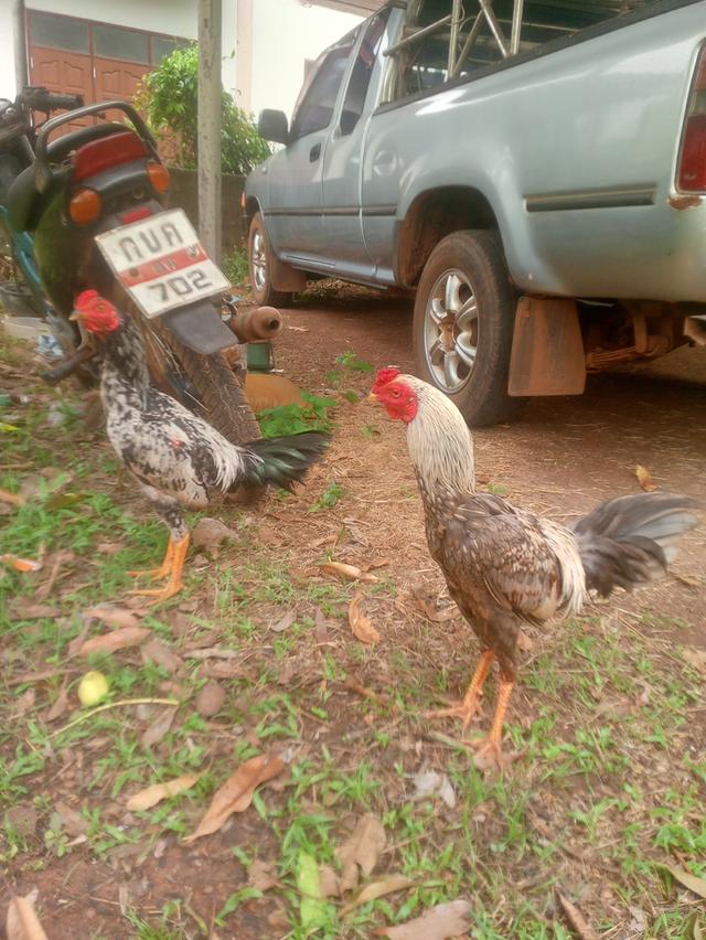 ไก่ชนไก่ตีไก่ชนไก่ตีไก่ชนไก่ตีไกชน