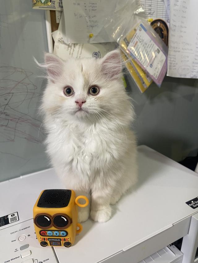 แมวขาว-(ชาย)2เดือน พร้อมย้ายบ้าน