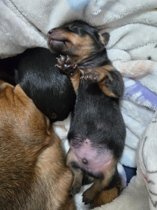 Dachshund puppies ready for new home April 20th.