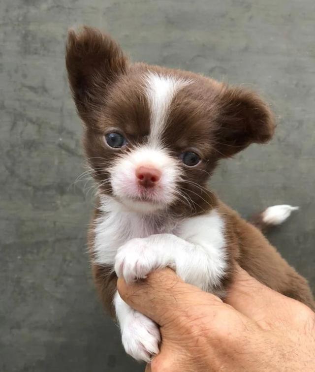 ลูกสุนัข Chihuahua 1