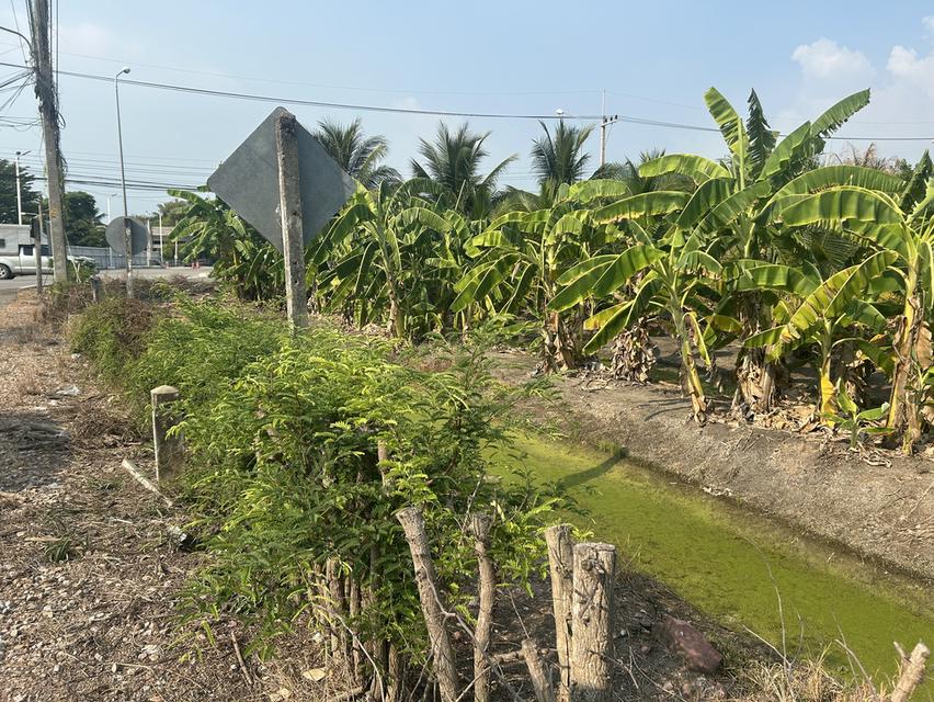 ที่ดินเปล่า วัดหนองนกไข่ 3