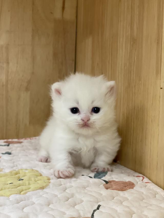 ลูกแมวมันช์กิ้น ขาสั้น รูปที่ 10