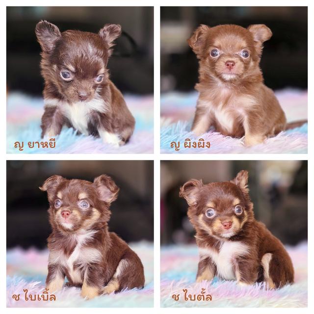 Chihuahua ชิวาวาขนยาวสีช็อคไซส์ทีคัพ