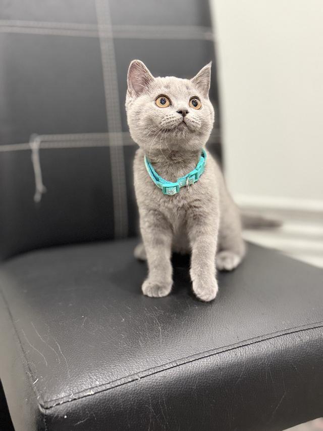 บริติช ช็อตแฮร์ สีบลู รูปที่ 7