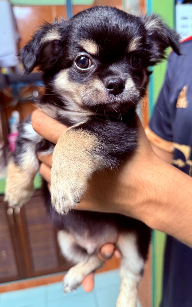 ชิวาวา เด็กชายทั้งสองตัว ขนยาว เกิด 9 มีนา 2568 2