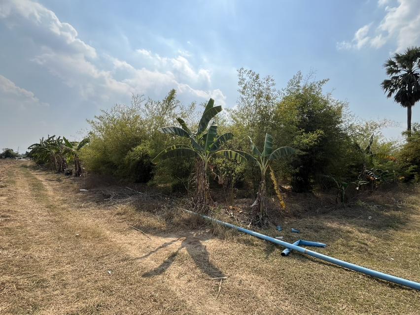 ขายที่ดิน 7 ไร่ ทุ่งบัวกำแพงแสน ติดถนนลาดยางแปลงสวยราคาถูกสุดในตลาด แถมบ้านฟรี 3