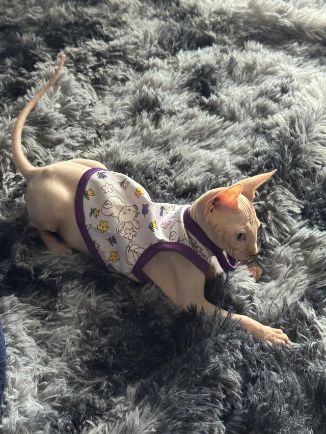 แมวสฟิงซ์ 5