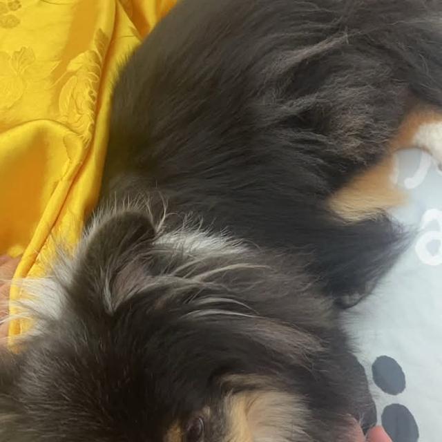 ขาย Shetland Sheepdog เพศเมีย 2