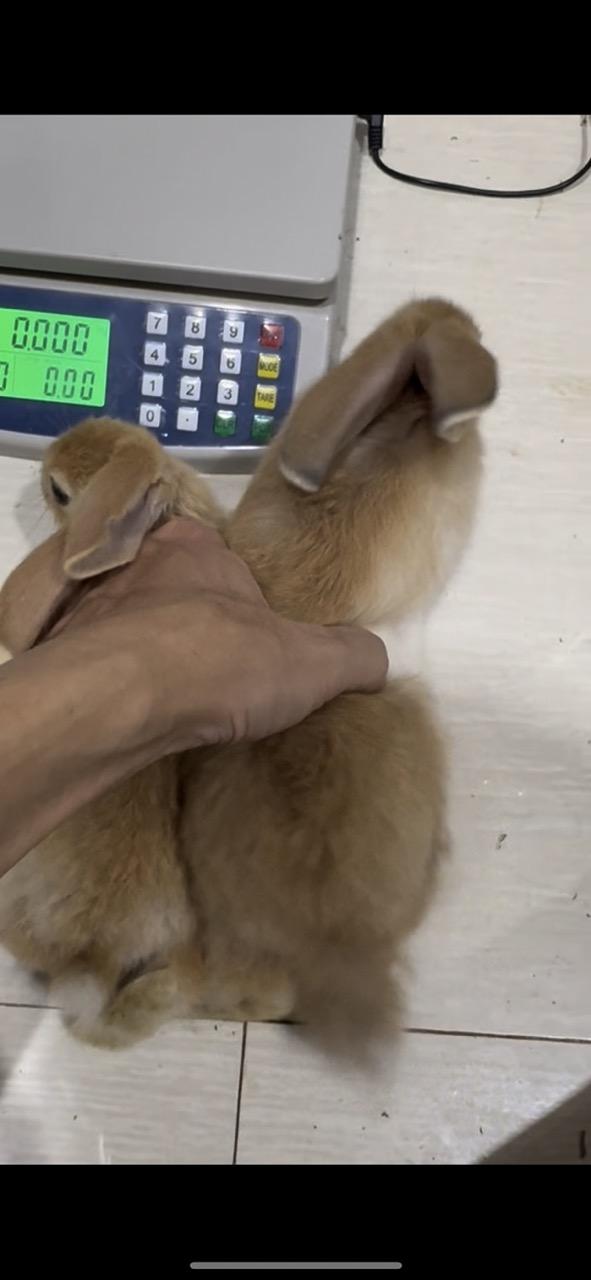 ค่าจองลูกกระต่ายยักษ์ Flemish Giant   พร้อมย้ายบ้าน อายุ 40-45 วัน โครงสร้างใหญ่ แข็งแรง ฟาร์มดูแลดี ปลอดโรค   4