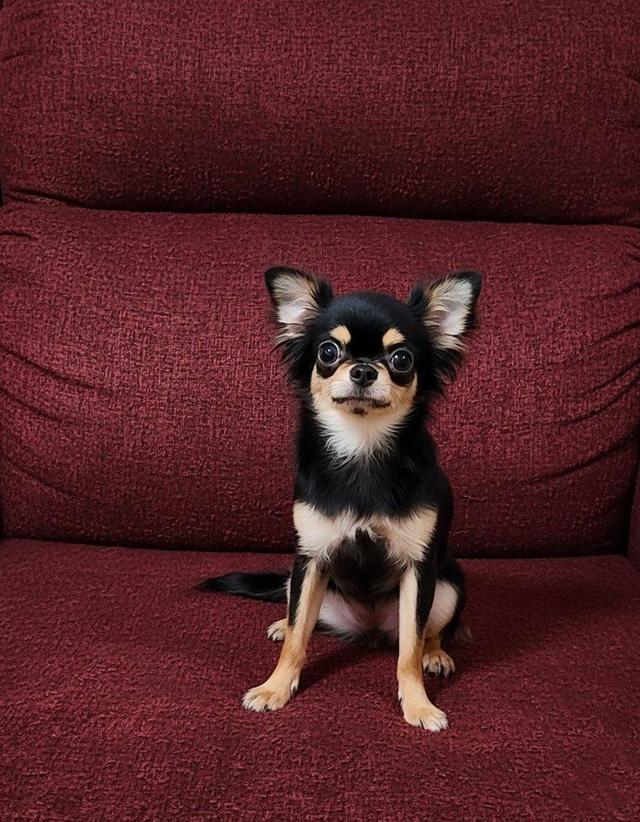 เด็กหญิงแบลคแทนขนยาว