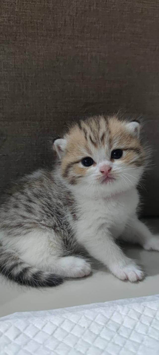 Scottish Fold (girl)