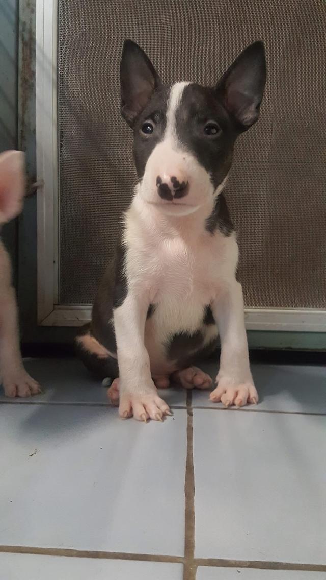 ลูกสุนัข Bull Terrier หาผู้ปกครอง