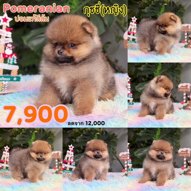 ปอมเมอเรเนียนแท้ เพศเมีย สีส้ม พิกัดรามอินทรา