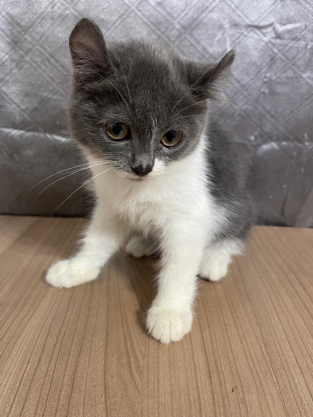 คนขายเลี้ยงเองครับ น้องแมวพันธุ์ อเมริกันเคิร์ลผสมหิมาลายัน เพศหญิง ( หูบิน )