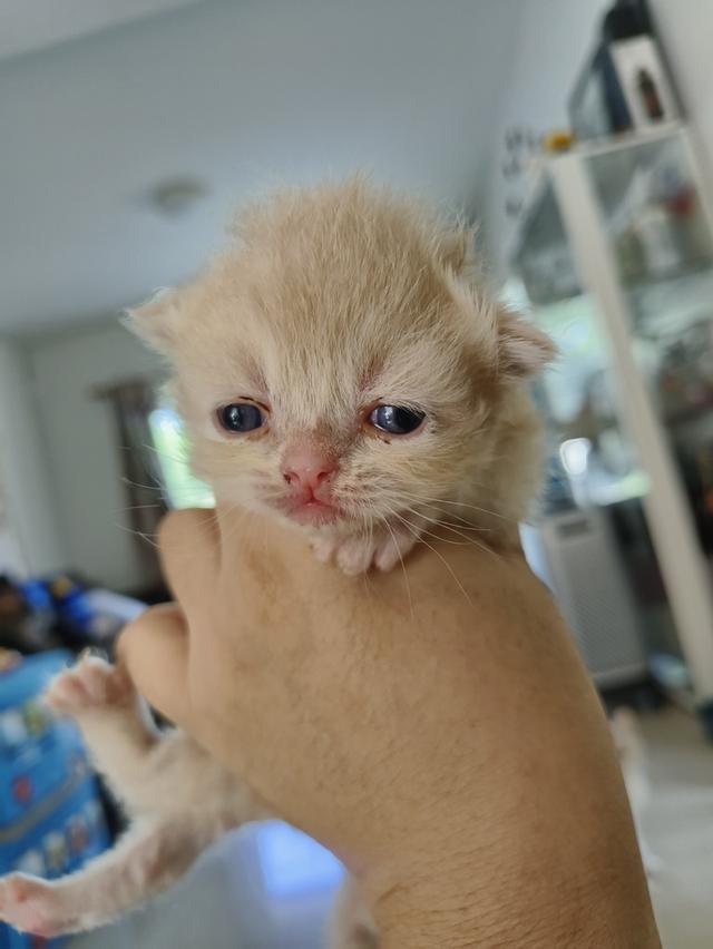 แมวเปอร์เซีย
