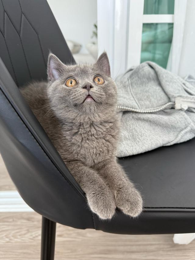 แมว British short hair กทม เท่านั้นค่ะ รูปที่ 4