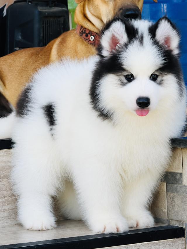 ขายไซบีเรียนฮัสกี้แท้ Siberian husky
