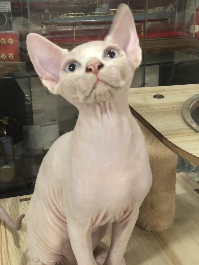 Sphynx cat แมวสฟิงซ์ сфинкс-кошка 2