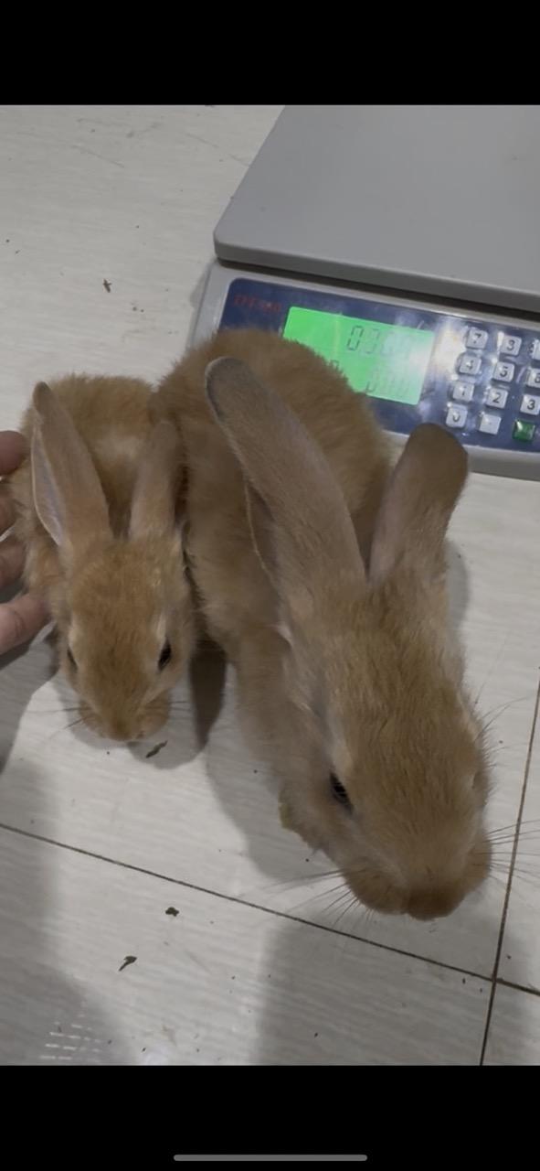 ค่าจองลูกกระต่ายยักษ์ Flemish Giant   พร้อมย้ายบ้าน อายุ 40-45 วัน โครงสร้างใหญ่ แข็งแรง ฟาร์มดูแลดี ปลอดโรค  