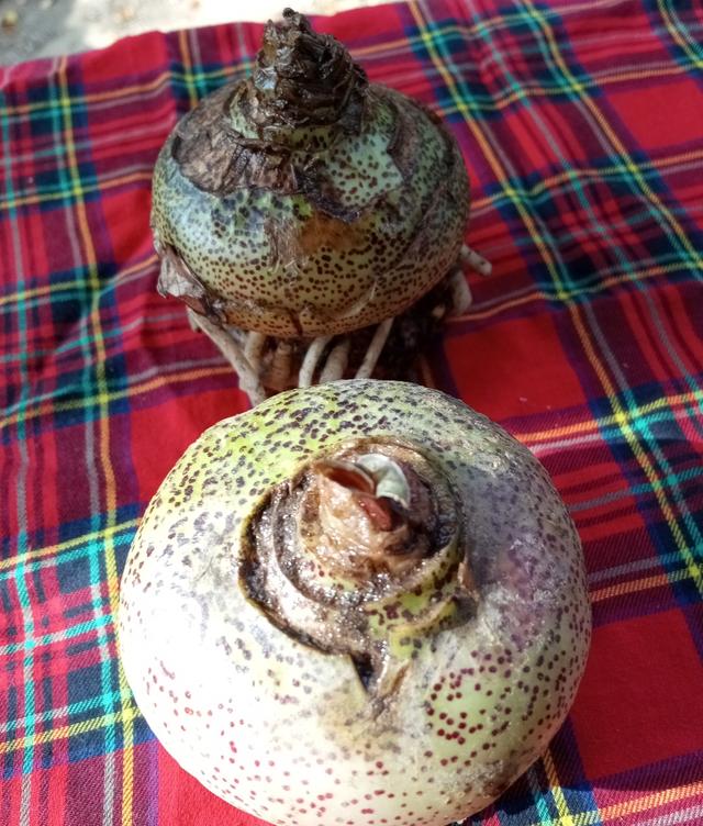 ว่านกุมารทองต้นไม้มงคล 4