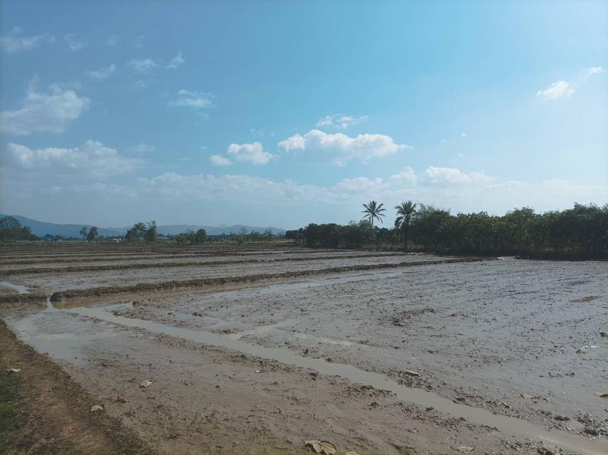 ขายที่ดิน 5ไร่3งาน ต.ป่าป้อง อ.ดอยสะเก็ด จ.เชียงใหม่ 4