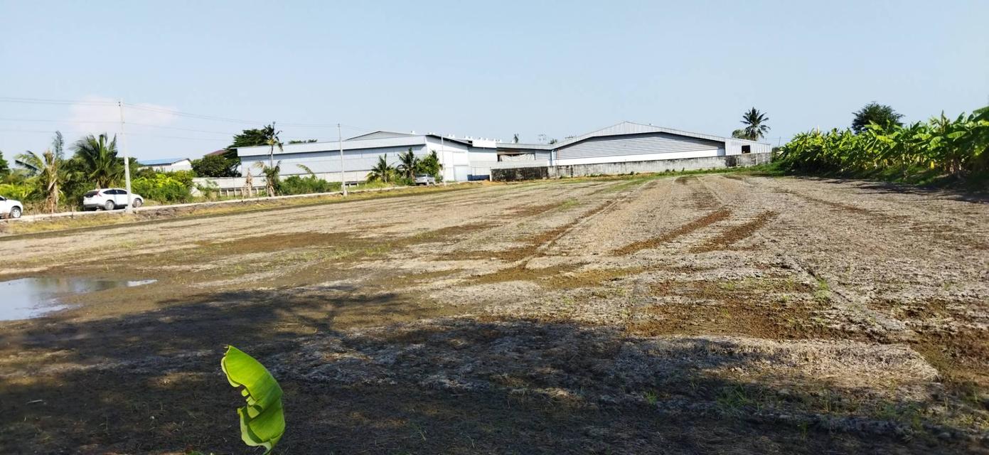 ที่ดิน 4ไร่ 1งาน อยู่สาย 5 สีม่วง ขอ รง4 ได้ 3