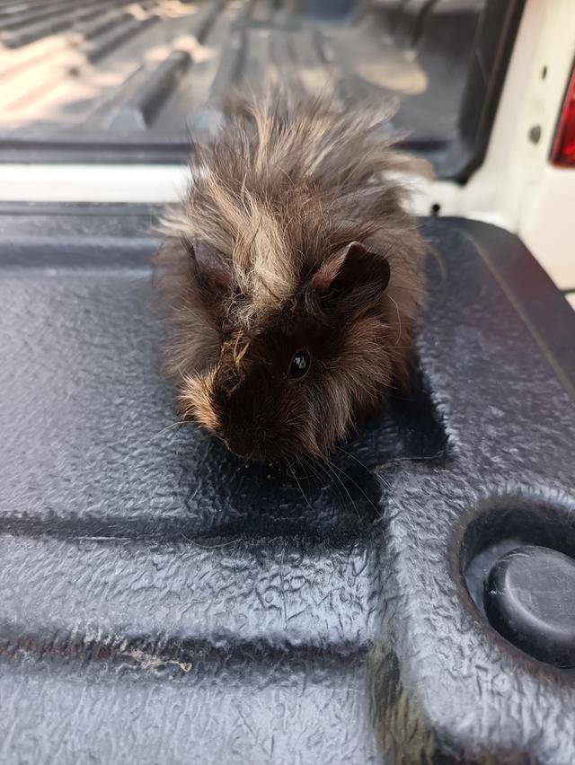 แกสบี้สายพันธุ์ขวัญ รูปย่อยที่ 4