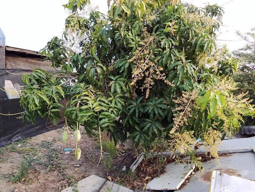 ขายที่ดินทำเลดี 2 ไร่ 3 งาน เจ้าของขายเอง คลอง13 หนองจอก ฝั่งตะวันออก  กทม 9