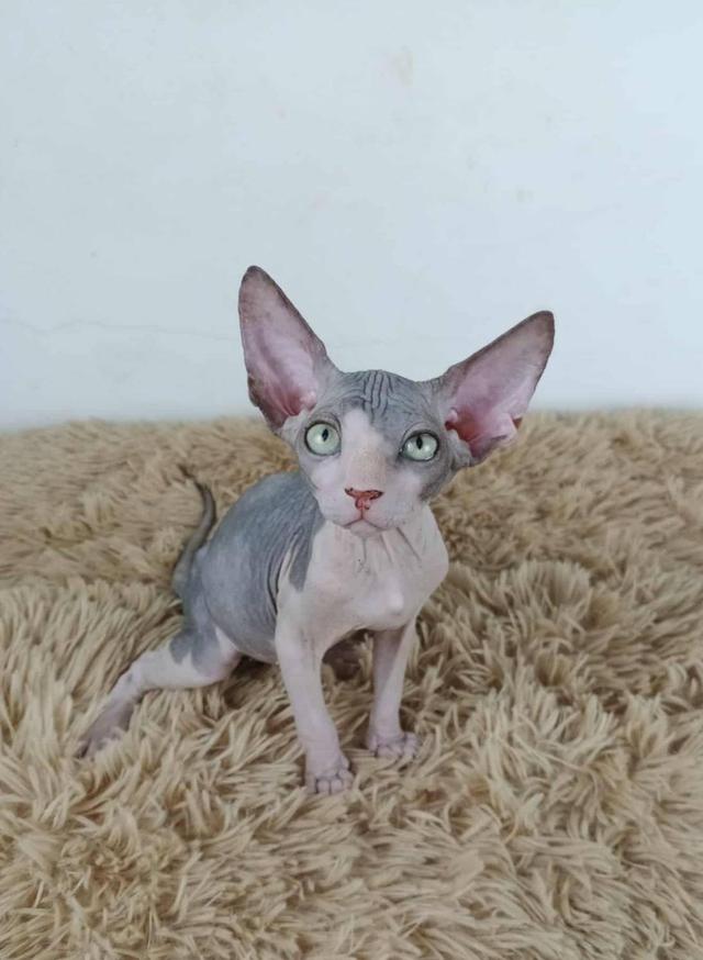 36.แมวสฟิงซ์/เพศผู้ Sphynx Cat/Male 7